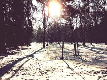 Sun shining through trees
