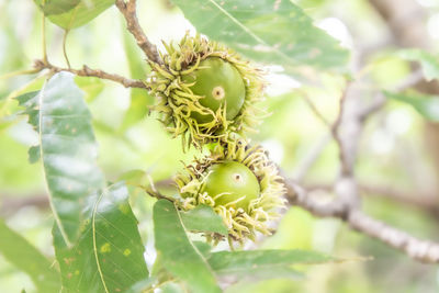 Close-up of fruit growing on tree
