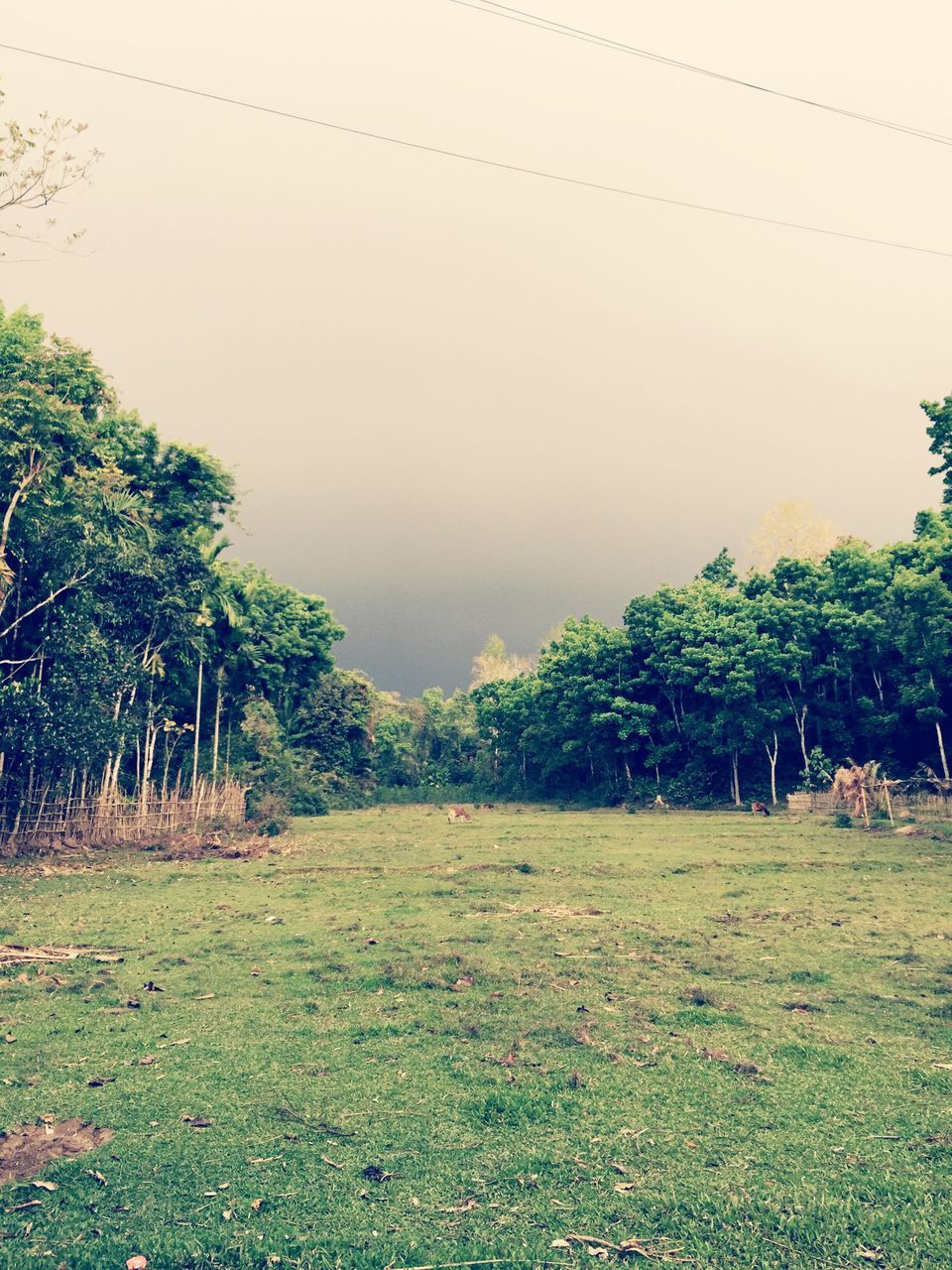 tree, grass, tranquility, tranquil scene, growth, green color, landscape, nature, beauty in nature, field, scenics, sky, grassy, clear sky, plant, green, non-urban scene, palm tree, outdoors, idyllic