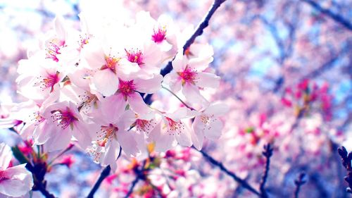 Close-up of pink flowers blooming on tree