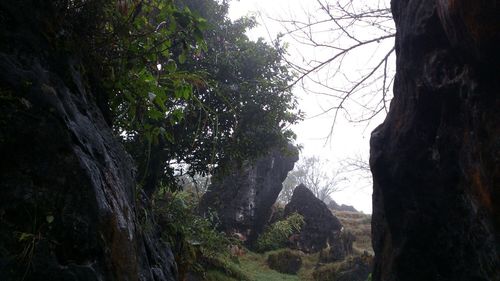 tree