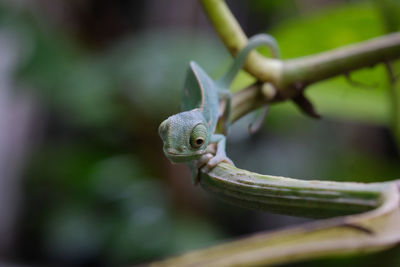 Close-up of lizard