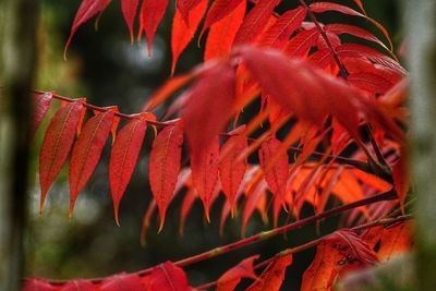 Close-up of red maple leaf during autumn