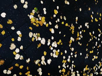 Directly above shot of fallen leaves on white surface