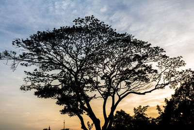 Low angle view of silhouette tree against sky