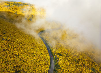 Aerial view of road among cytisus blooming shrubs near pico do arieiro, portugal