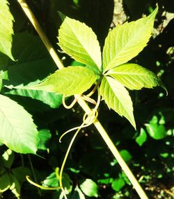 Close-up of plant