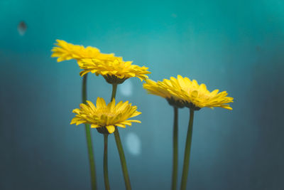 Close-up of yellow flower