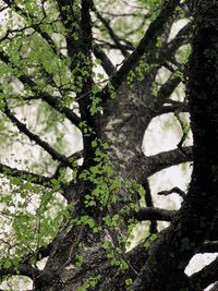 Low angle view of tree growing in forest
