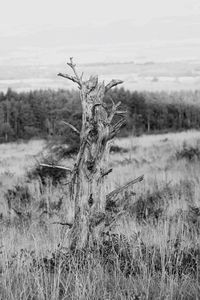 Close-up of tree on field against sky