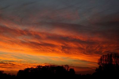 Silhouette of trees at sunset