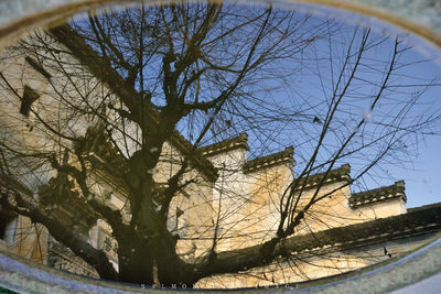 Low angle view of bare trees against the sky