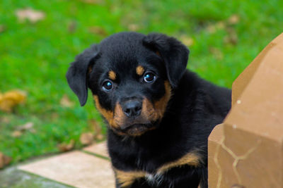 Close-up portrait of black puppy