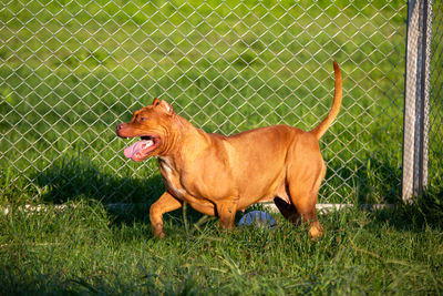View of a dog on grass