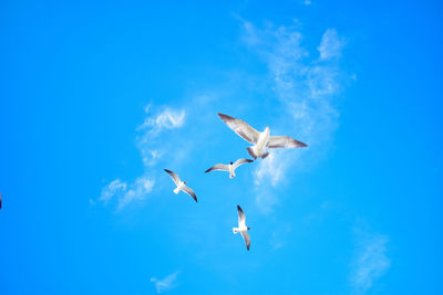 Low angle view of seagulls flying