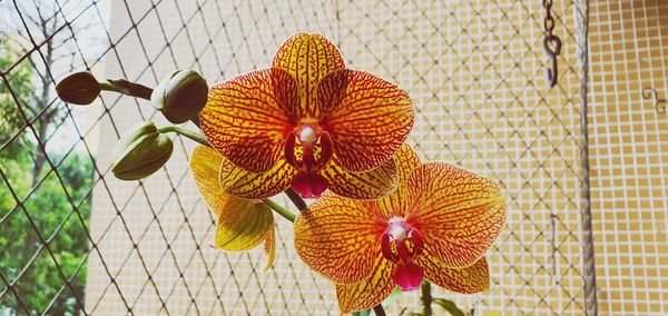 Close-up of orchids on plant