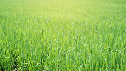 Full frame shot of crops growing on field
