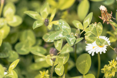 plant