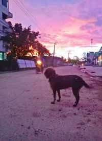 View of dog on road at sunset