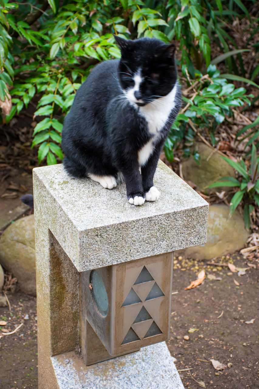 PORTRAIT OF CAT SITTING IN A BACKYARD