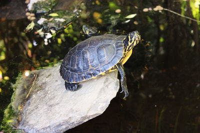 Close-up of turtle in water