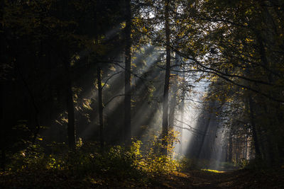 Trees in forest