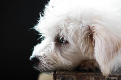 Close-up of white dog