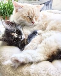 Close-up of cats resting