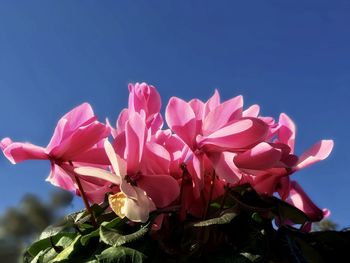 Close-up of pink flowering plants against blue sky