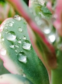 Close-up of wet flower