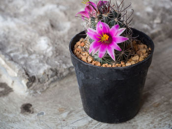 Close-up of purple flower in pot