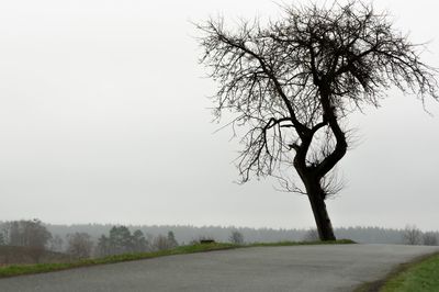 Bare tree on field by road against sky