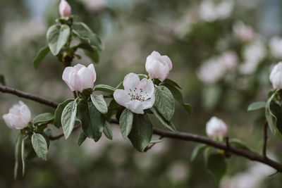 Close-up of cherry blossoms on branch