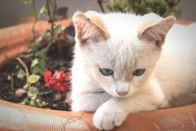 Close-up portrait of cat relaxing outdoors