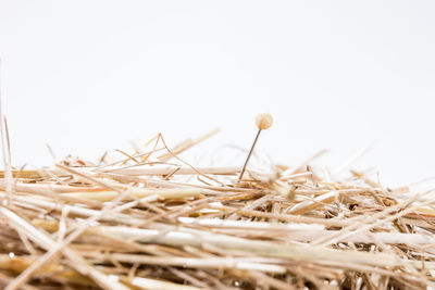 Close-up of dry plant against clear sky