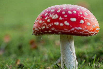 Close-up of fly agaric mushroom on field