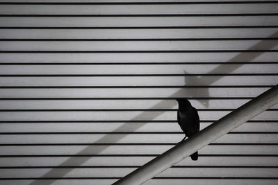 Close-up of bird perching outdoors