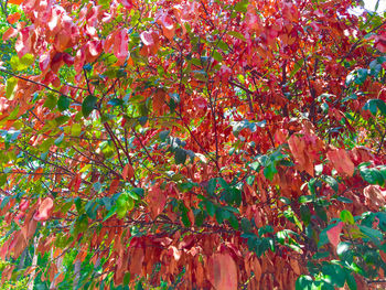 Full frame shot of leaves