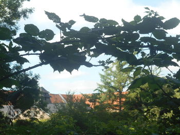 plant