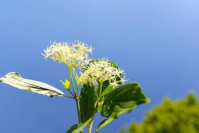 Close-up of flowering plant against blue sky