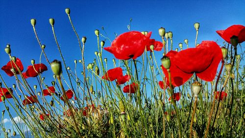 Close-up of red flowers blooming in field