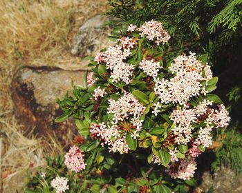 Close-up of flowers growing on tree