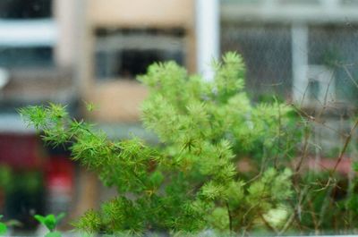 Close-up of plant growing outdoors