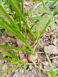 High angle view of lizard on field