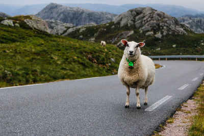 Sheep on road by mountain