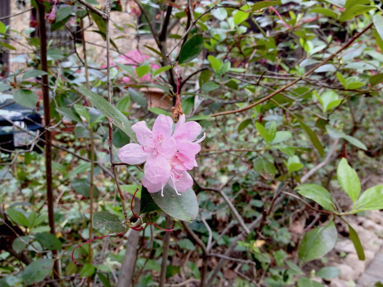 Springtime Flowers