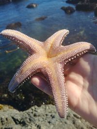 Beautiful sea creature