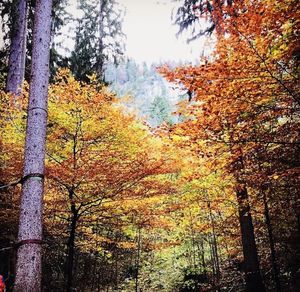 Trees in forest during autumn