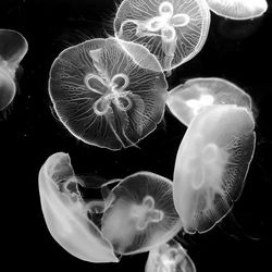 Close-up of jellyfish against black background