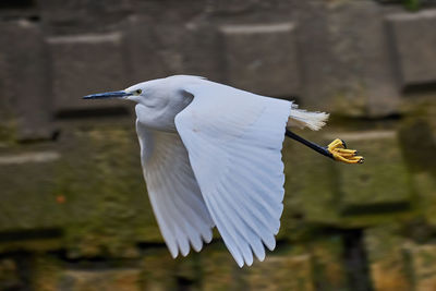 White heron flying